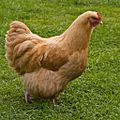 Buff Orpington chicken, UK