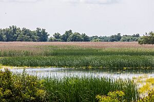 Cañas (Phragmites australis), Delta del Danubio, Rumanía, 2016-05-28, DD 18