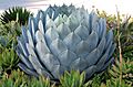 California Cabbage Agave