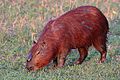 Capybara (Hydrochoerus hydrochaeris) alpha male