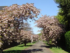 Cherry blossom in Stafford Street