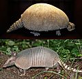 Cingulata2