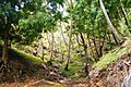 Coconut forest in Tahuata