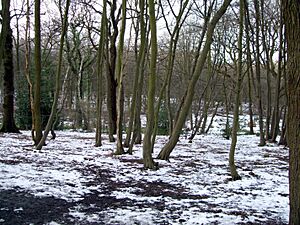 Coldfall Wood, London Borough of Haringey, N10 (3301020095)