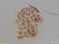 Collection Penard MHNG Specimen 99-1-3 Chlamydomyxa montana