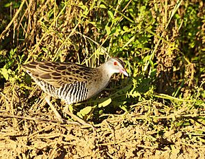 African crake Facts for Kids