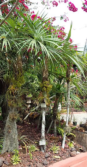 Crysophila nana at the Vallarta Botanical Garden.jpg
