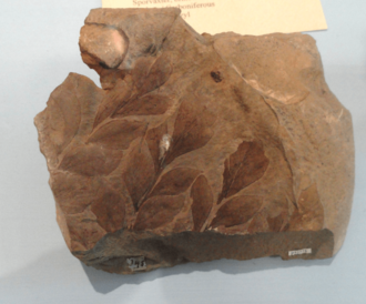 Cyclopteris fossil cropped