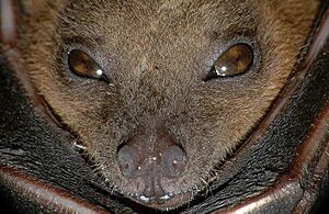 Cynopterus brachyotis (Lesser short-nosed fruit bat).jpg