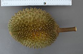 D197 - Durian