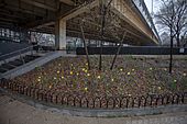 Daffodils blooming at Golconda Skatepark planted by Brooklyn Skate Garden and the NYC Skate Coalition