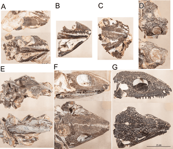 Delorhynchus cifellii skulls.png