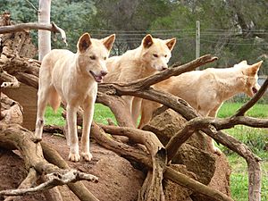 Dingoes at Phillip Island