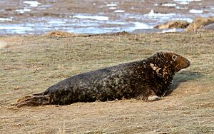 Donna Nook NNR - Grey Seal pupping and breeding season - 38804871202.jpg