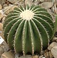 Echinocactus ingens3