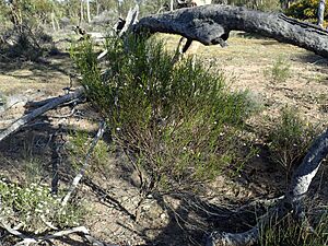 Eremophila drummondii habit