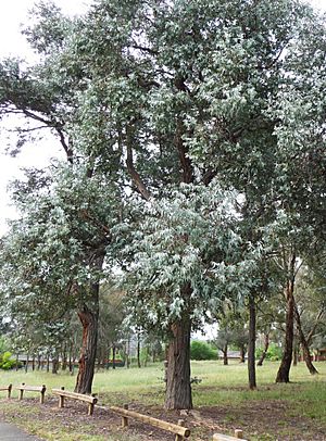 Eucalyptus cinerea habit.jpg