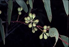 Eucalyptus exilis buds