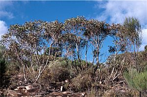 Eucalyptus flindersii.jpg