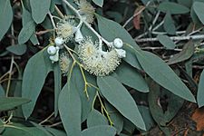 Eucalyptus morrisbyi
