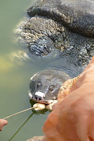 Feeding the turtles 03