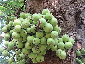 Ficus racemosa fruits at Makutta (1).jpg