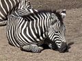 FortWorthZebra
