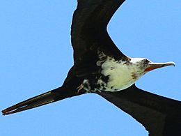 Fregata minor-juvenile male soaring