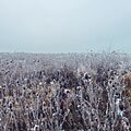 Frozen field