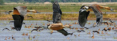 Fulvous Whistling Duck from The Crossley ID Guide Eastern Birds crop