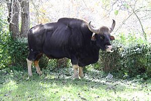 Gaur bull Kodaikanal "Biff".jpg