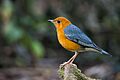 Geokichla citrina, orange-headed thrush