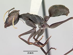 Gigantiops destructor casent0103316 profile 1.jpg