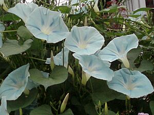 Glorious Morning Glories