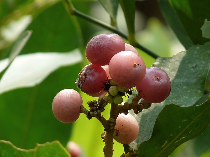 Glycosmis pentaphylla at Kudayathoor