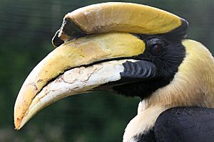 Greater Indian Hornbill