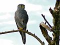 Grey Kestrel (Falco ardosiaceus) (6861327565).jpg
