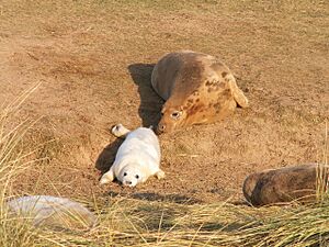 Grey Seal Mother & Pup (158097807).jpg