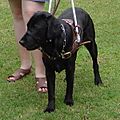 Guidedogcindy