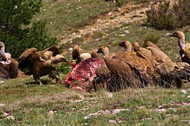 Gyps fulvus feeding