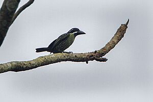 Hairy-breasted Barbet - Bobiri - Ghana 14 S4E3198 (16197881782).jpg