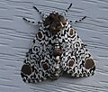 Harris's Three Spot Moth