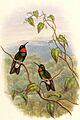Heliangelus micraster