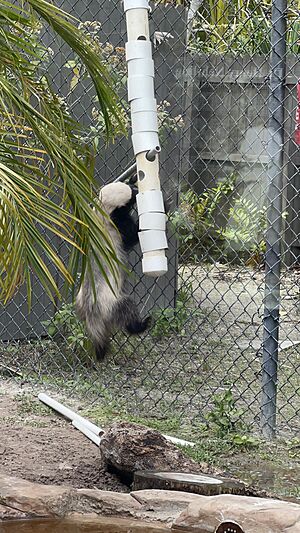 Honeybadgerjabarinapleszoo