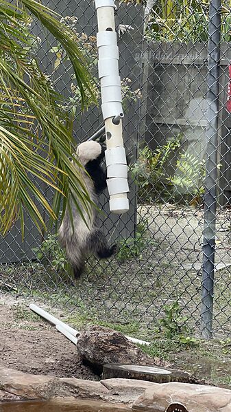 Honeybadgerjabarinapleszoo