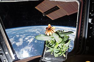 ISS-46 Zinnia flower in the Cupola (2)