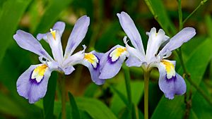 Iris cristata (2).jpg