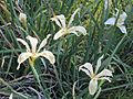 Iris fernaldii (8644980042)