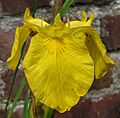 Iris pseudacorus