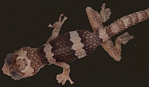 Juvenile Paroedura bastardi